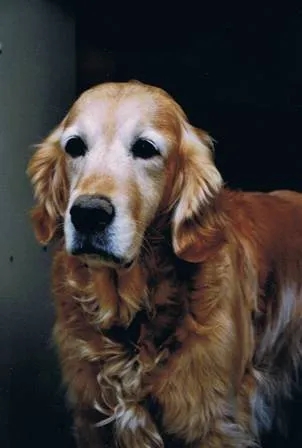 Dog picture