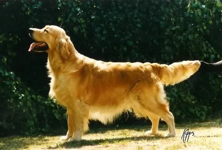 Dog picture