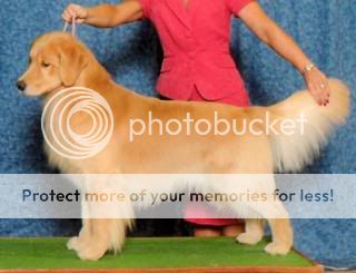 Dog picture