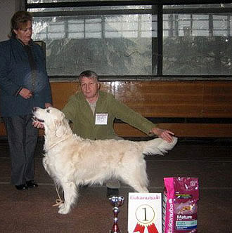 Dog picture