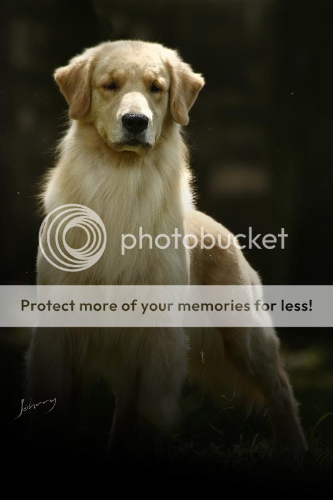 Dog picture