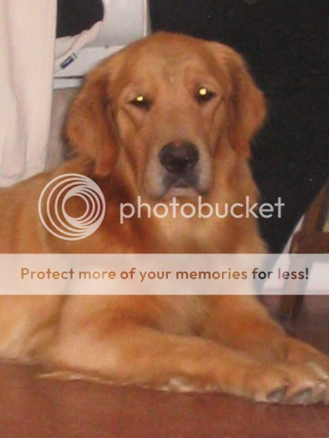Dog picture