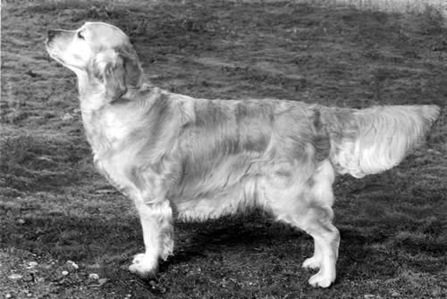 Dog picture