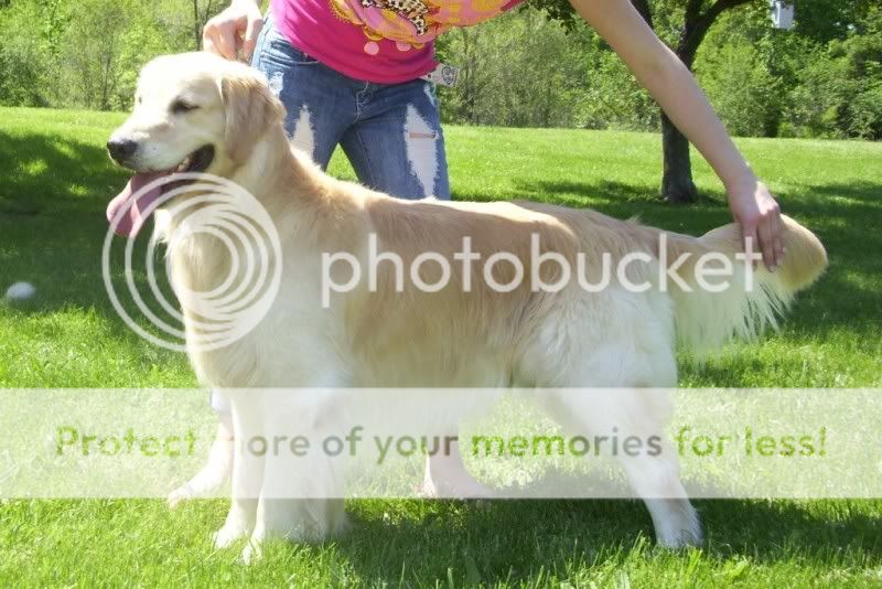 Dog picture