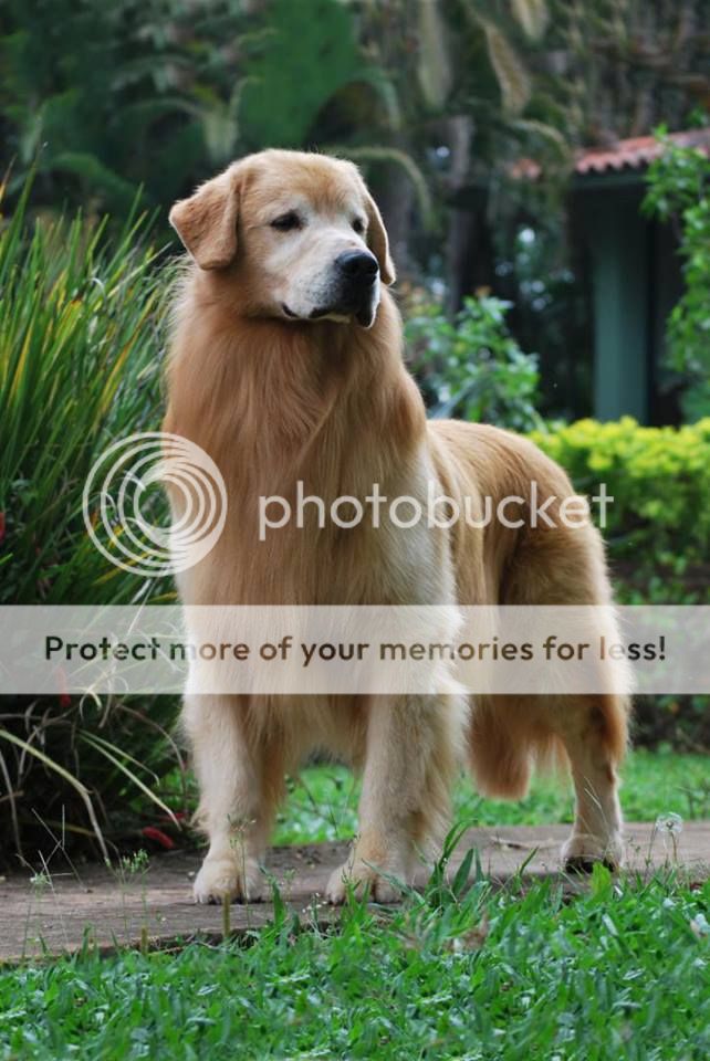 Dog picture