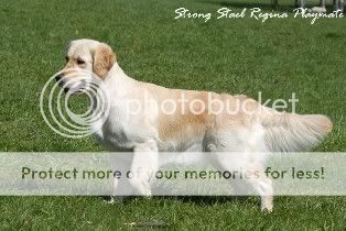 Dog picture