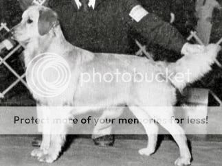 Dog picture