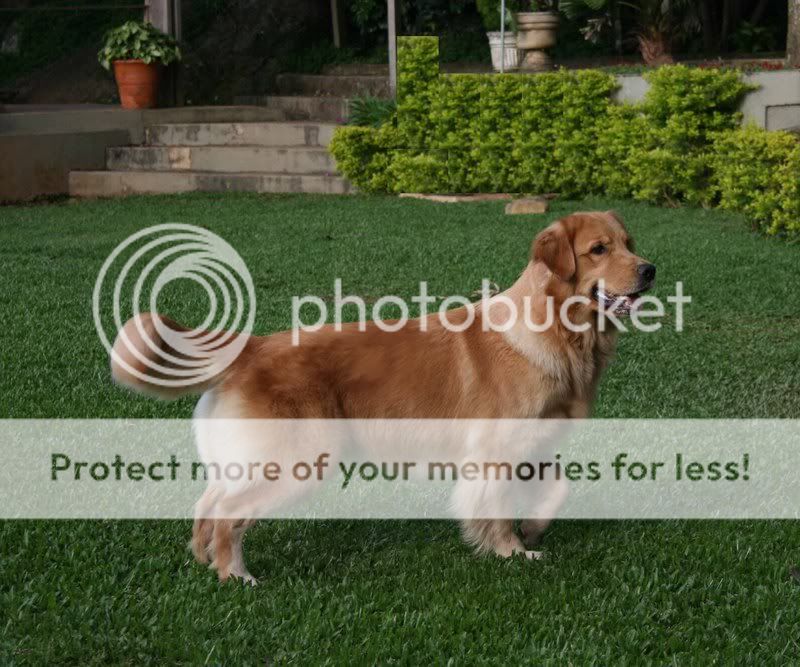 Dog picture