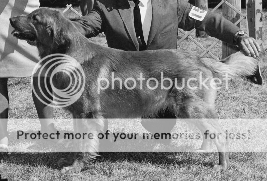 Dog picture