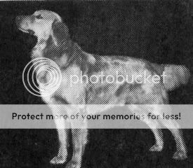 Dog picture