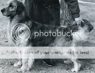 Dog picture