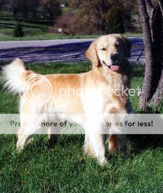 Dog picture