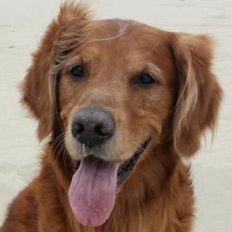 Dog picture