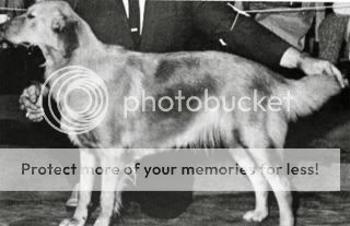 Dog picture