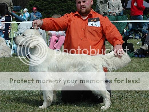 Dog picture