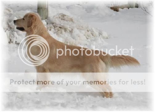 Dog picture