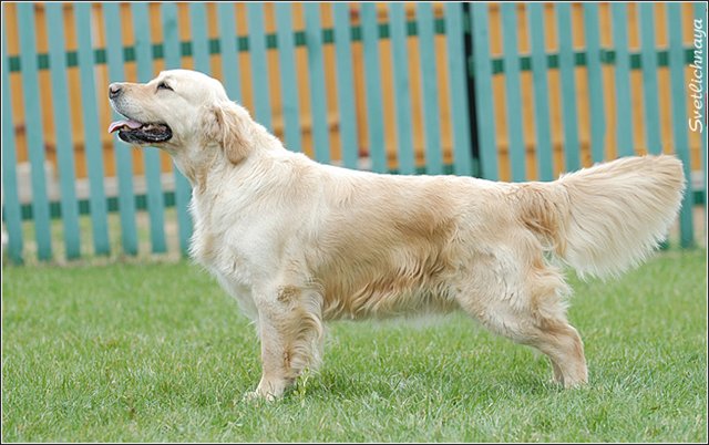 Dog picture