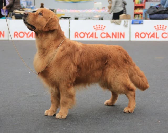 Dog picture