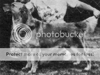 Dog picture