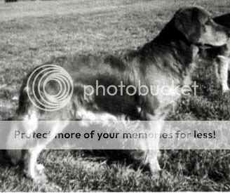 Dog picture