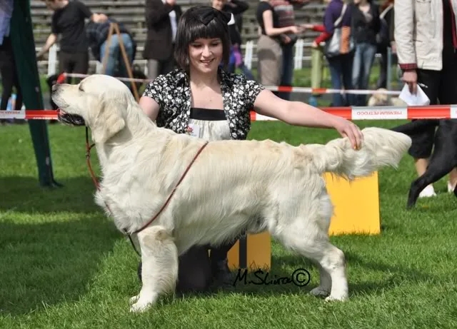 Dog picture