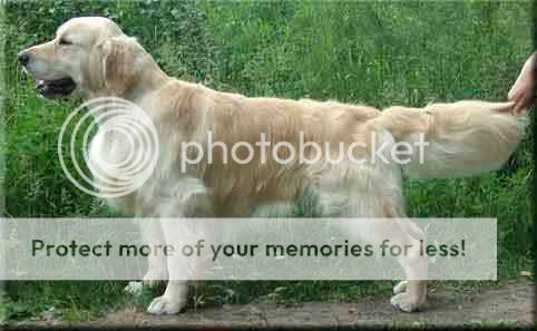 Dog picture