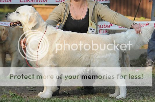 Dog picture