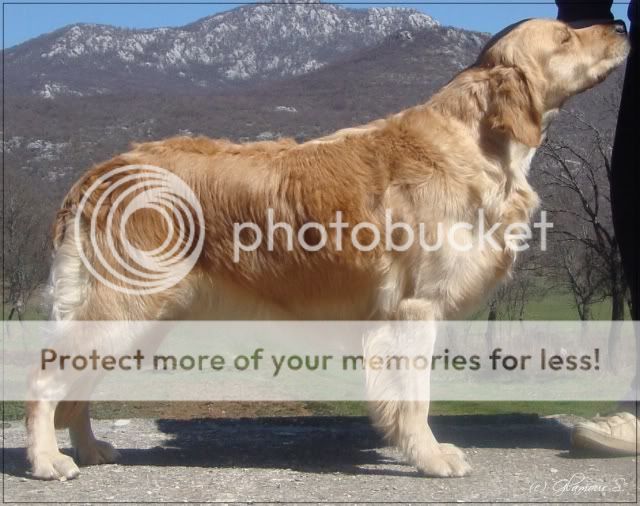 Dog picture