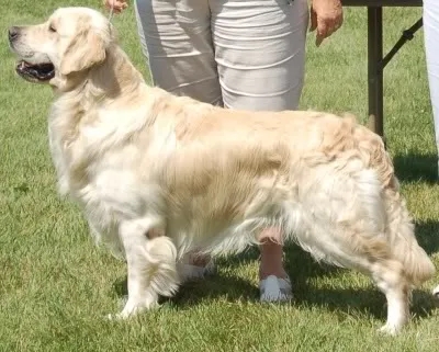 Dog picture