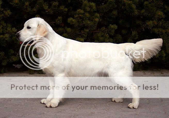 Dog picture