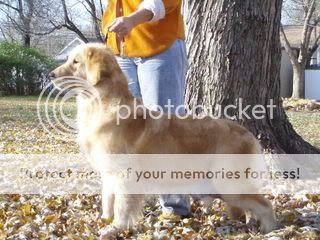 Dog picture