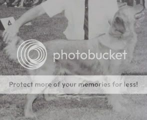 Dog picture