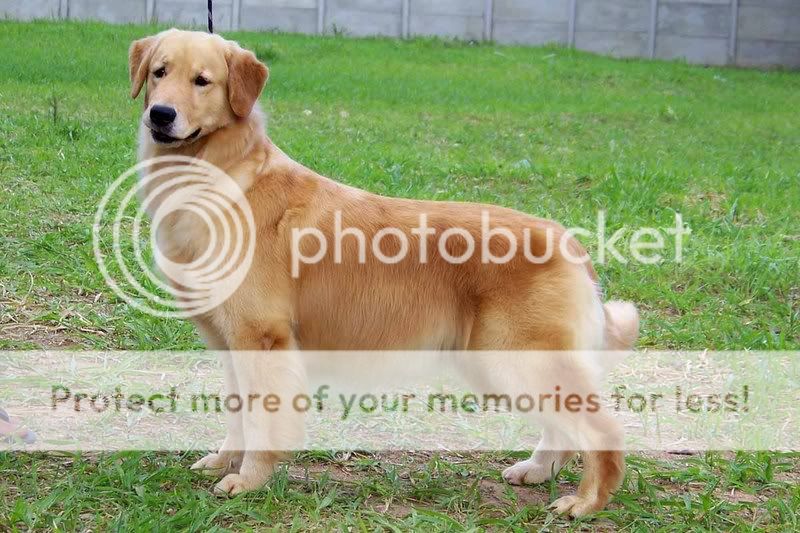 Dog picture
