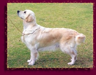 Dog picture
