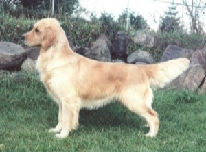 Dog picture