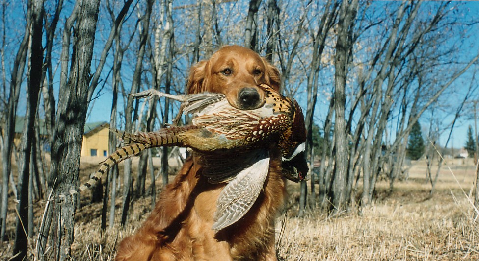 Dog picture