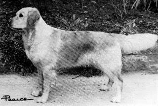 Dog picture