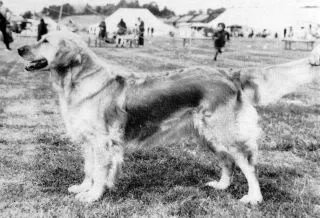 Dog picture