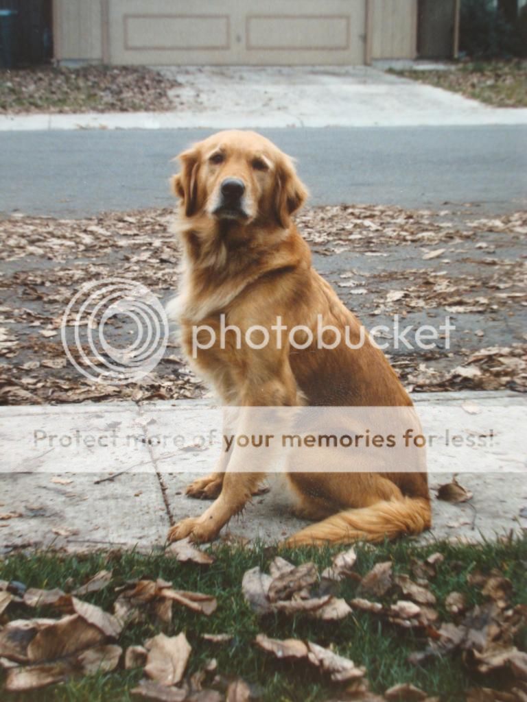 Dog picture