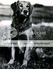 Dog picture