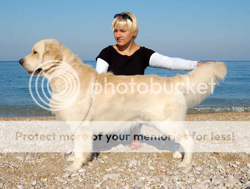 Dog picture