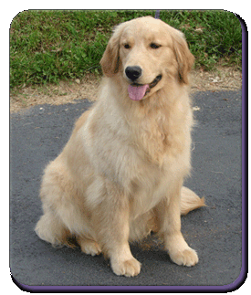 Dog picture