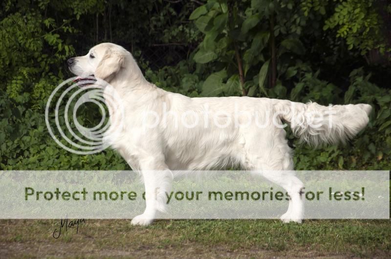 Dog picture