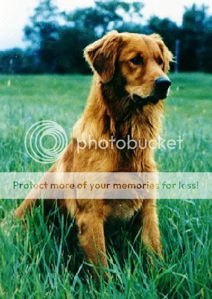 Dog picture