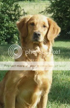 Dog picture