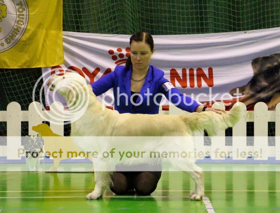 Dog picture