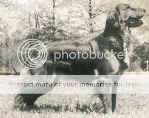 Dog picture