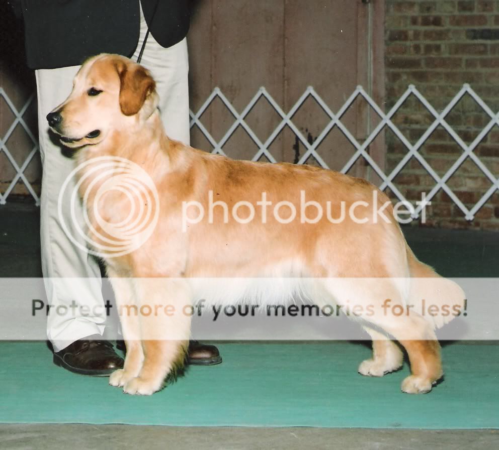 Dog picture
