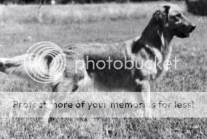 Dog picture