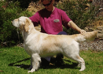 Dog picture